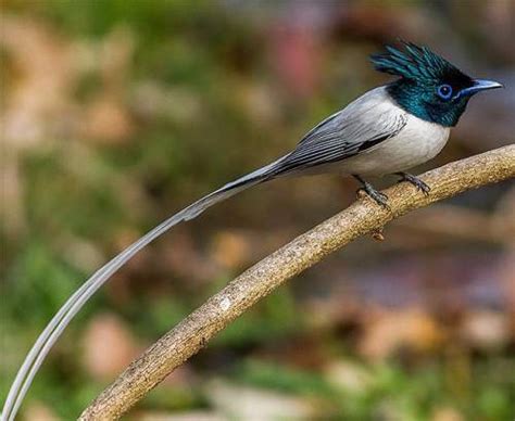 Indian paradise flycatcher images | Birds of India | Bird World