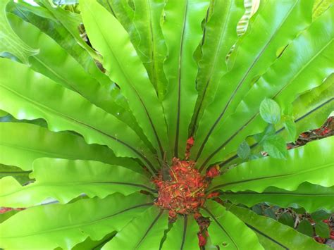 The bird's nest fern (Asplenium nidus) is an elegant house plant with a graceful, rosette-like ...