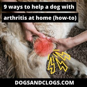 9 Ways To Help A Dog With Arthritis At Home (How-to) – DogsAndClogs