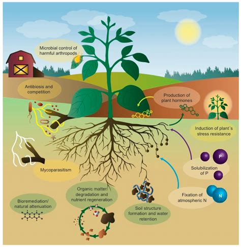 Microorganisms | Free Full-Text | Reaping the Benefits of Microorganisms in Cropping Systems: Is ...