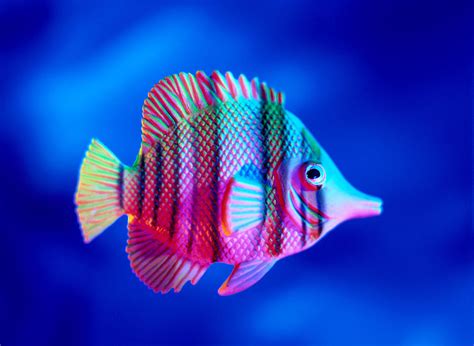 Tropical Fish Close-up Photograph by Lawrence Lawry