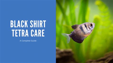 Black Skirt Tetra Care - A How To Guide - AquariumStoreDepot