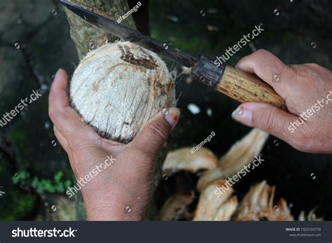 10 Slicing coconut using knife Images, Stock Photos & Vectors ...