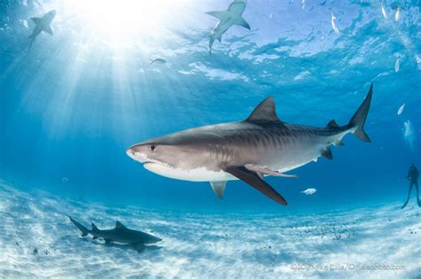 Tips to Capture Fintastic Shark Shots|Underwater Photography Guide