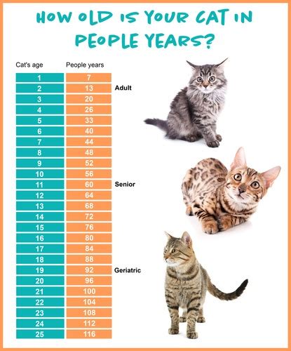 The Longest Life Expectancy: Average Lifespan Of A Domestic Cat