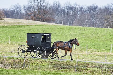 Amish Buggy Early Spring 2016 Photograph by David Arment - Fine Art America