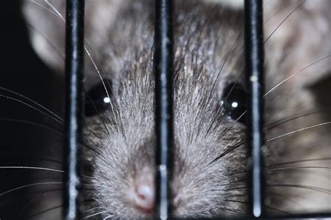 Rat Prevention – Our Top Expert Tricks And Tips | Empire Pest Control London