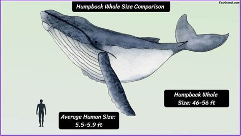 Humpback Whale Size: How Big Are They Compared To Others?