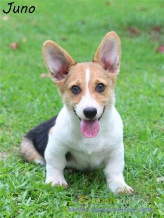 Dunia Anjing | Jual Anjing Welsh Corgi - 2 Ekor Anakan Corgi Lucu