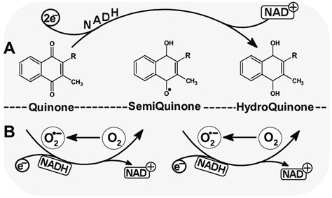 Possible quinone reduction reactions. A. two-electron reduction,... | Download Scientific Diagram