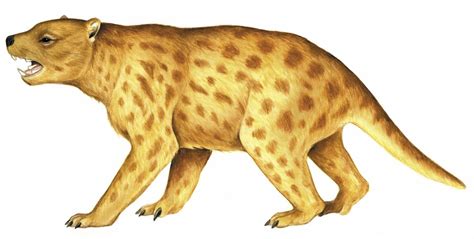 Thylacoleo carnifex - The Australian Museum