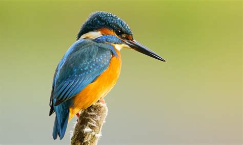 Native Birds of the Daintree | Daintree Rainforest Discovery Centre