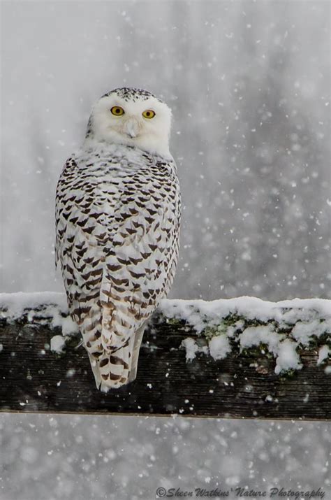 Snowy Owlsitting on a branch on a snowy winters day | Owl, Pet birds, Snowy owl