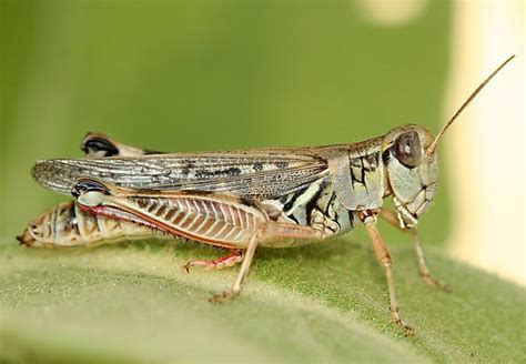 The Migratory Locust in North America; a post mortem - Wild About Utah