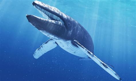 Blue Whale – Balaenoptera musculus | Facts About Animals