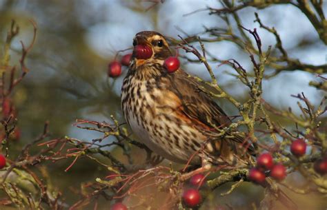 redwing | BirdForum