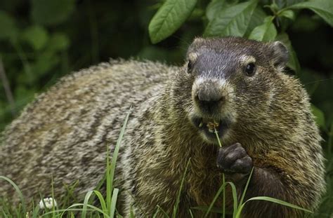 This Groundhog Day, Say No to Cruel Holiday Displays | PETA