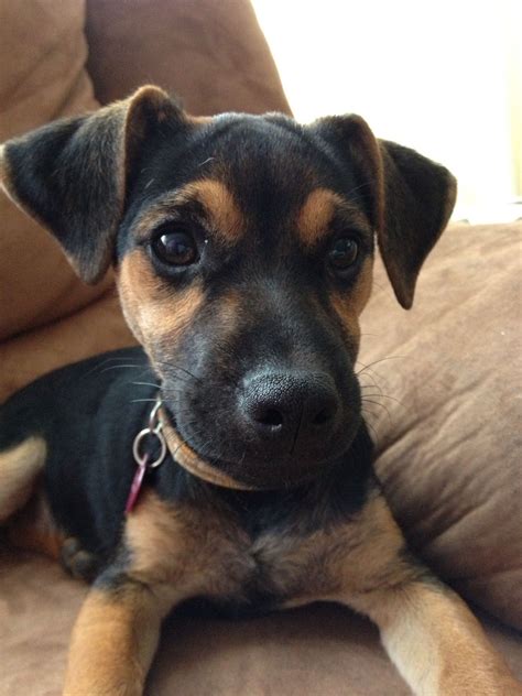 Black And Tan Jack Russell Cross Chihuahua in 2020 | Jack russell ...