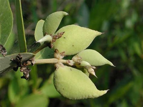 www.seabean.com - A Sea-Bean Guide: Black Mangrove (Avicennia germinans)