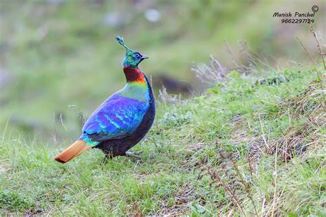 Free photo: Himalayan Monal - Animal, Bird, Colorful - Free Download ...