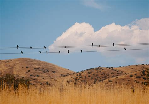 Flock of birds 1259481 Stock Photo at Vecteezy