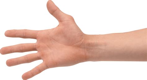 Collection of Hands PNG. | PlusPNG