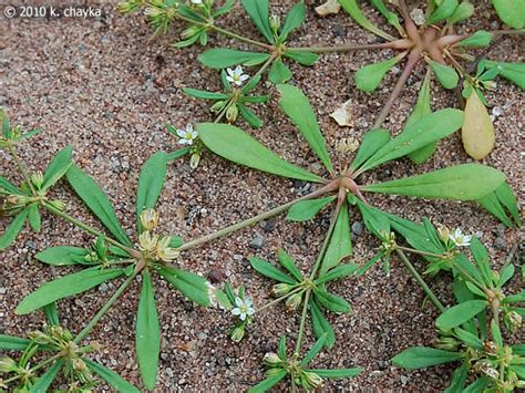 Mollugo verticillata (Carpetweed): Minnesota Wildflowers