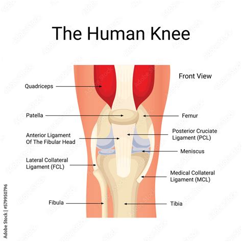 Vector human knee anatomy diagram Stock Vector | Adobe Stock