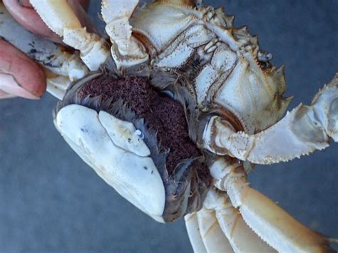 Chinese mitten crab - Invasives.ie