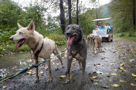 5 Ways For Kids To See Wildlife In Juneau, Alaska