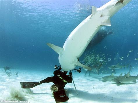 Diver survives tiger shark attack in the Bahamas by fending off 12ft-beast with camera | Daily ...