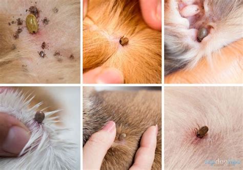 What Does a Tick Look Like on a Dog? – Top Dog Tips