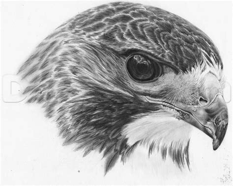 how to draw a realistic hawk step 25 Bird Pencil Drawing, Pencil ...