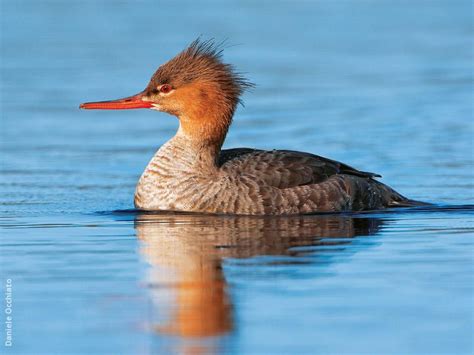 Red-breasted Merganser (Female, ITALY) | Red, Birds, Bird