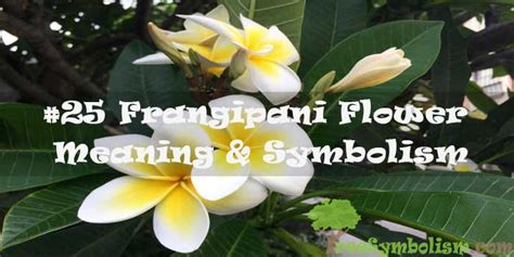 #25 Frangipani Flower – Meaning & Symbolism