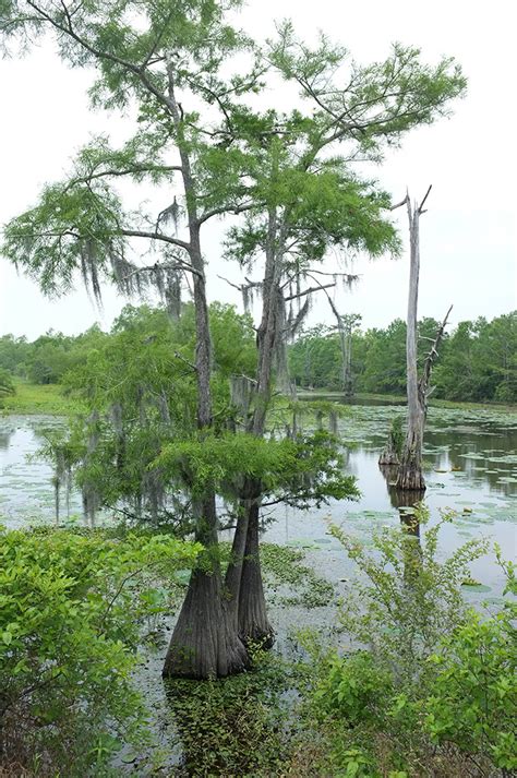 Trinity River National Wildlife Refuge – DearTexas,