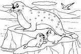 20  Seal Coloring Pages Free Printable PDF & Online sketch template