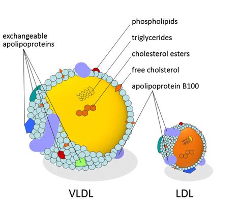 Lipoprotein composition. Schematic figure of the lipid-and... | Download Scientific Diagram