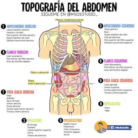 Topografía del abdomen | Anatomía médica, Medicina de urgencias, Medicina humana