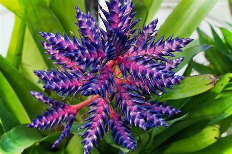 Flor De Tango Azul Aechmea - Foto gratuita no Pixabay