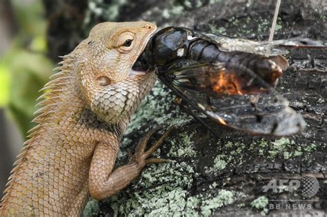 2度の気温上昇でトカゲの食習慣に変化、実験で明らかに 英論文 写真1枚 国際ニュース：AFPBB News