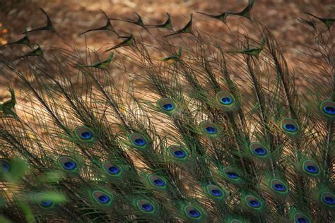 Peacock tail feathers stock image. Image of pheasant - 141978611