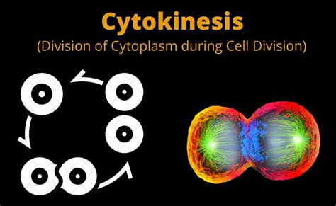 Cytokinesis and Karyokinesis-An Overview