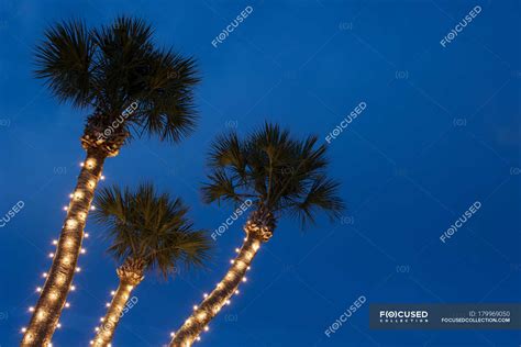 Palm Trees With Christmas Lights Pictures - 461 Palm Tree Christmas ...