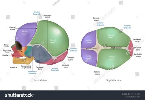 198 imagens de Cranial sutures Imagens, fotos stock e vetores ...