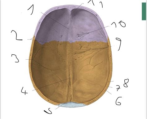 Schädeldecke os parietale Diagram | Quizlet