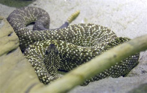 Snake Rattling Viper Scaly Reptile Stock Photo - Image of laying, bright: 61717958