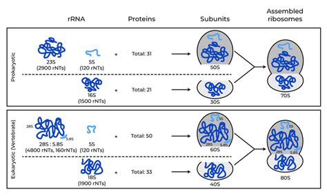 Difference Between 70s and 80s Ribosomes