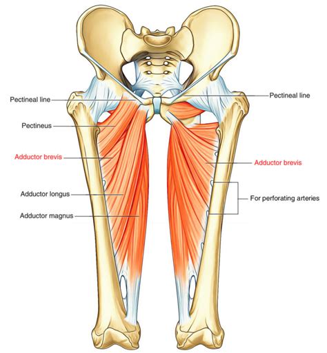 Adductor Brevis – Earth's Lab