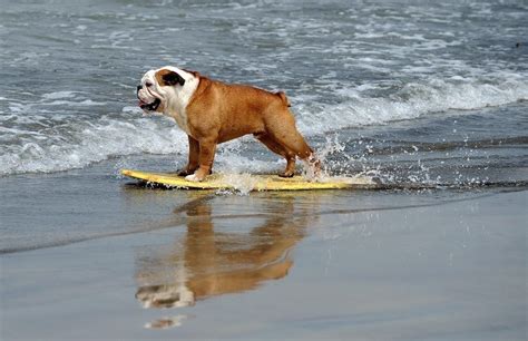 20 Animals On The Beach Who Love Summer More Than You